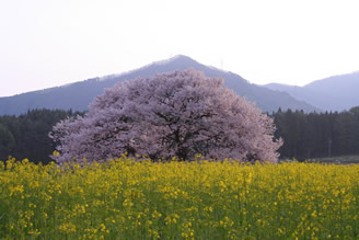 高山村