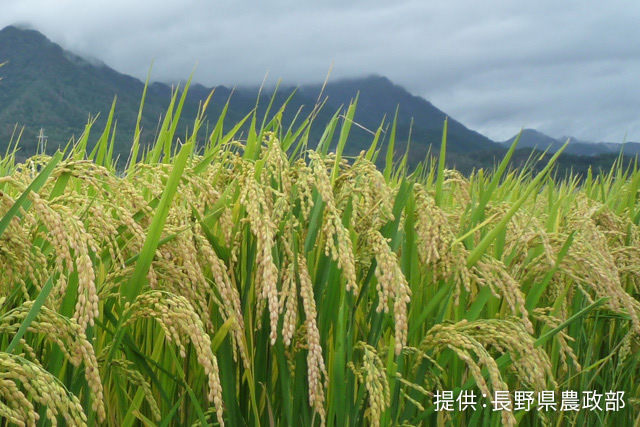 長野米