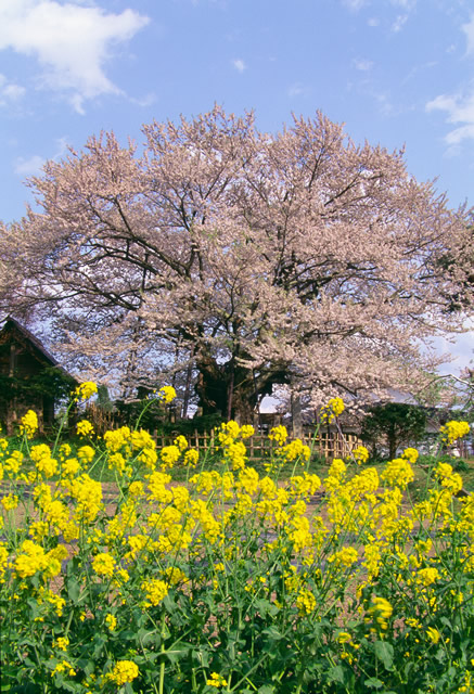 神代桜