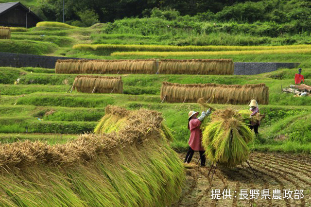 長野米