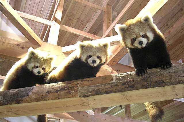 茶臼山恐竜園＆茶臼山動物園